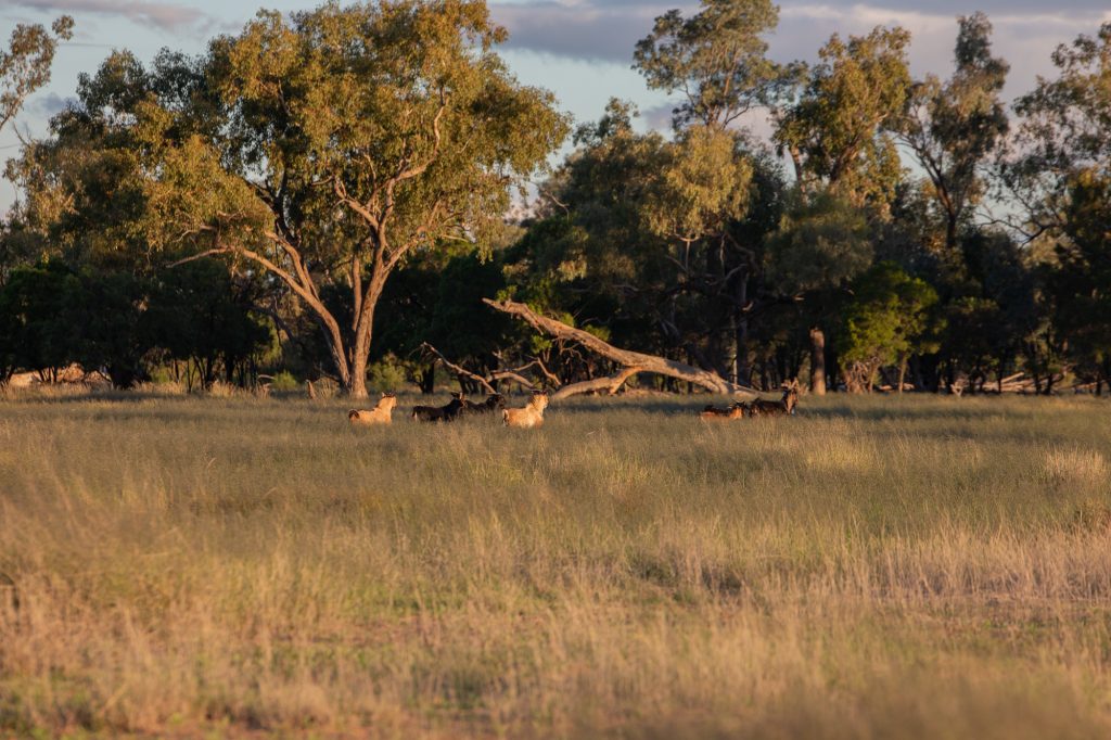 QMF The Outback Trail 2025-13