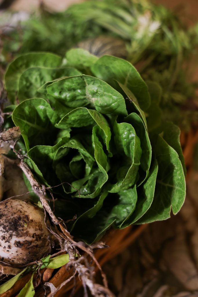 The Woodshed by paper mache 2025-36